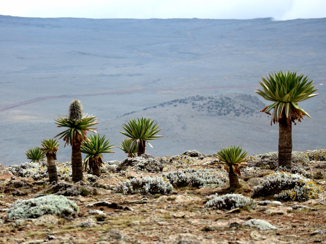 Bale Mountains National Park