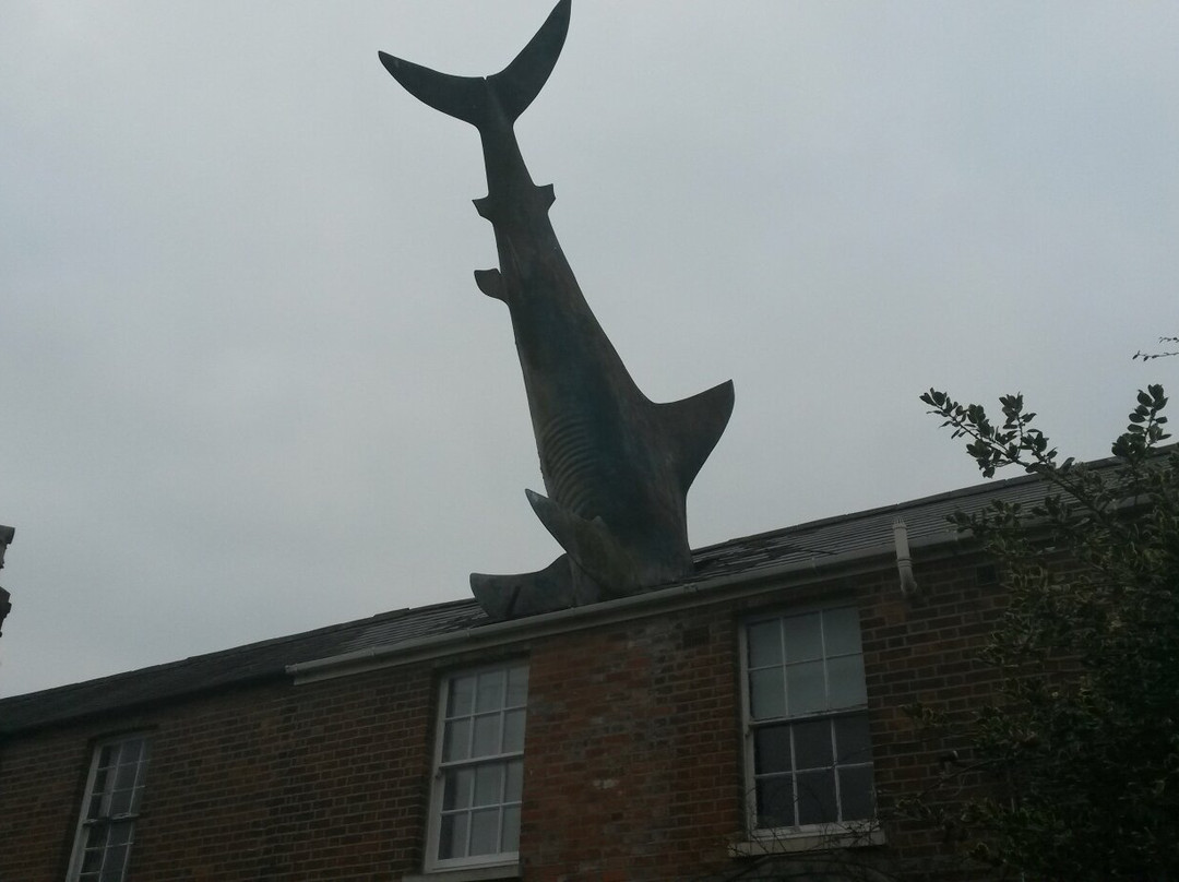 Headington Shark景点图片