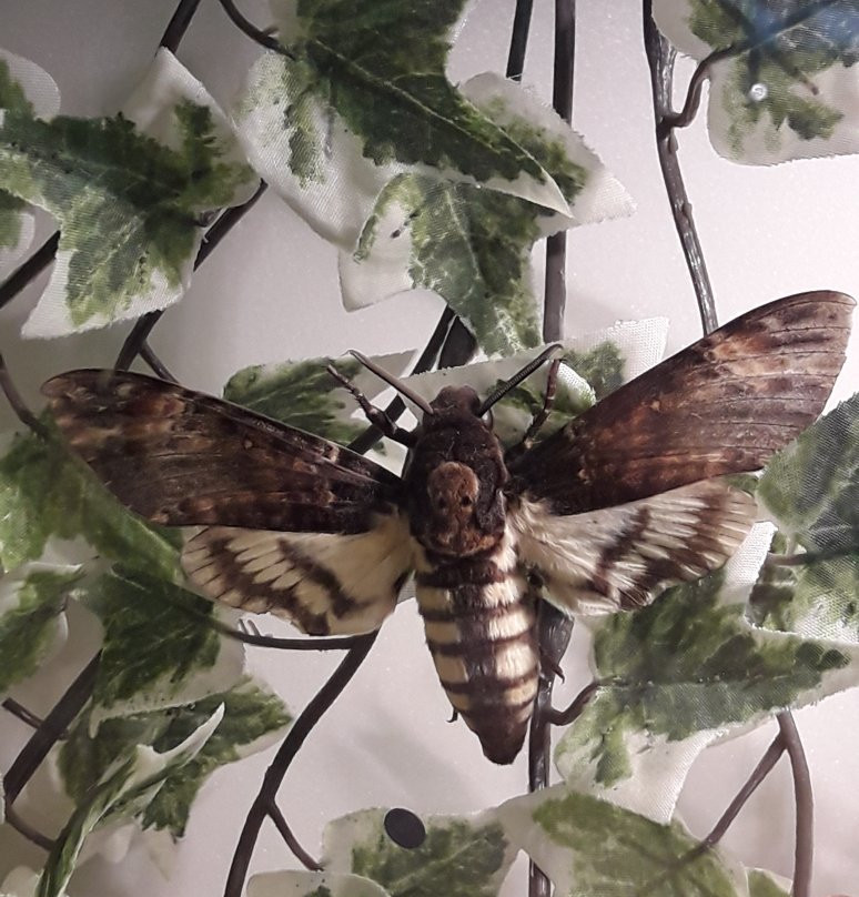 InsectPark景点图片
