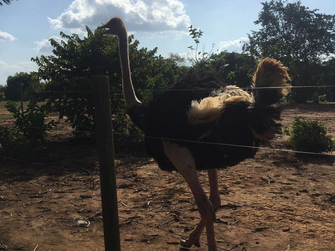 Parque Avestruz-Puerto Lopez必去景点