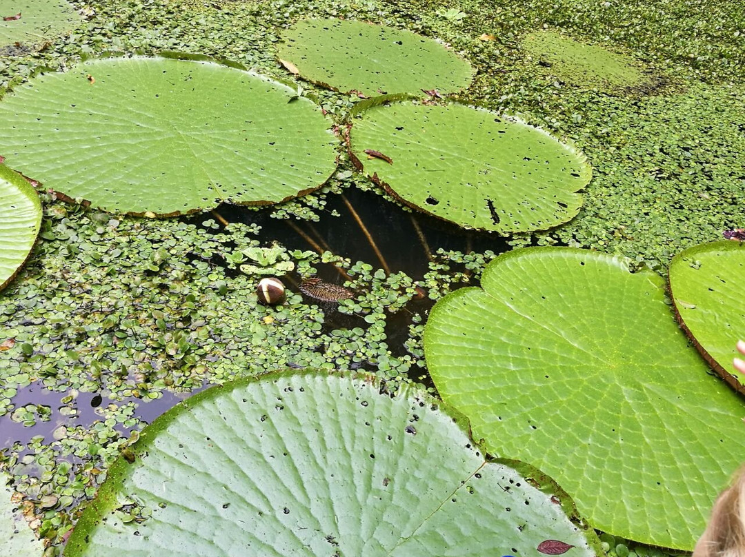 Manaus Botanical Garden - MUSA-玛瑙斯必去景点