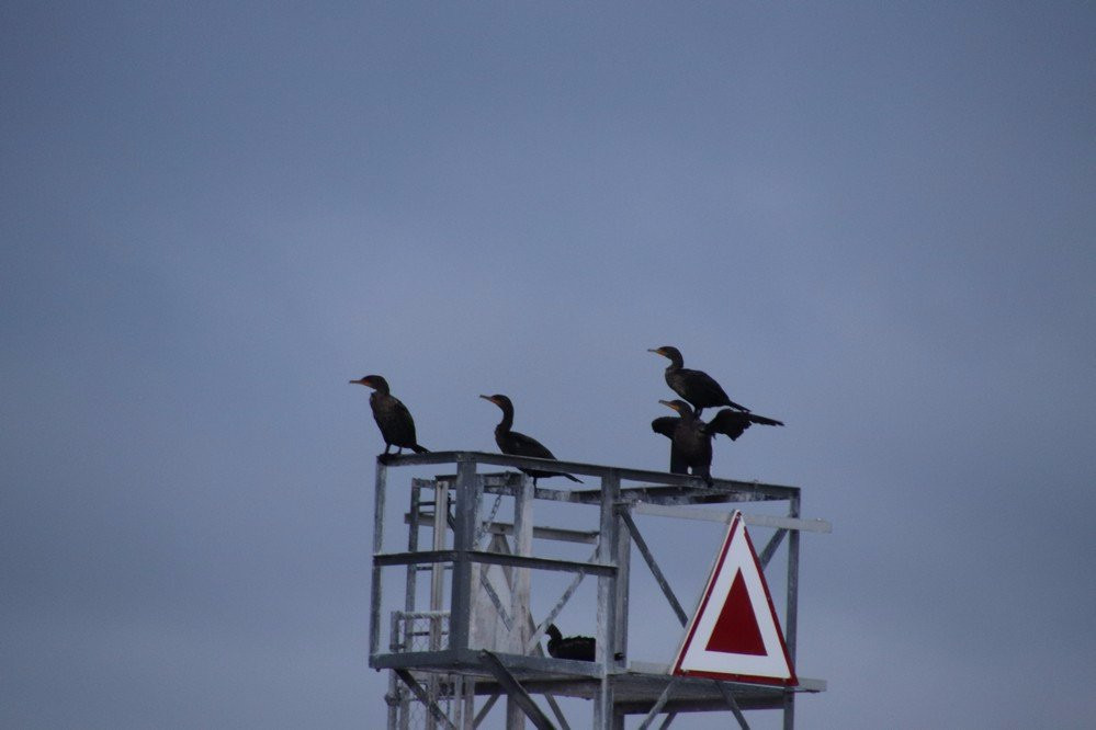 Dingwall Beach-Dingwall必去景点