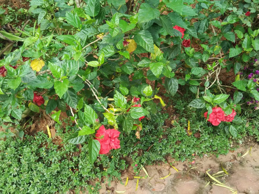 Coorg Berry Lane主图