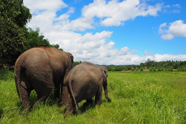 Lanna Kingdom Elephant Sanctuary-清迈必去景点