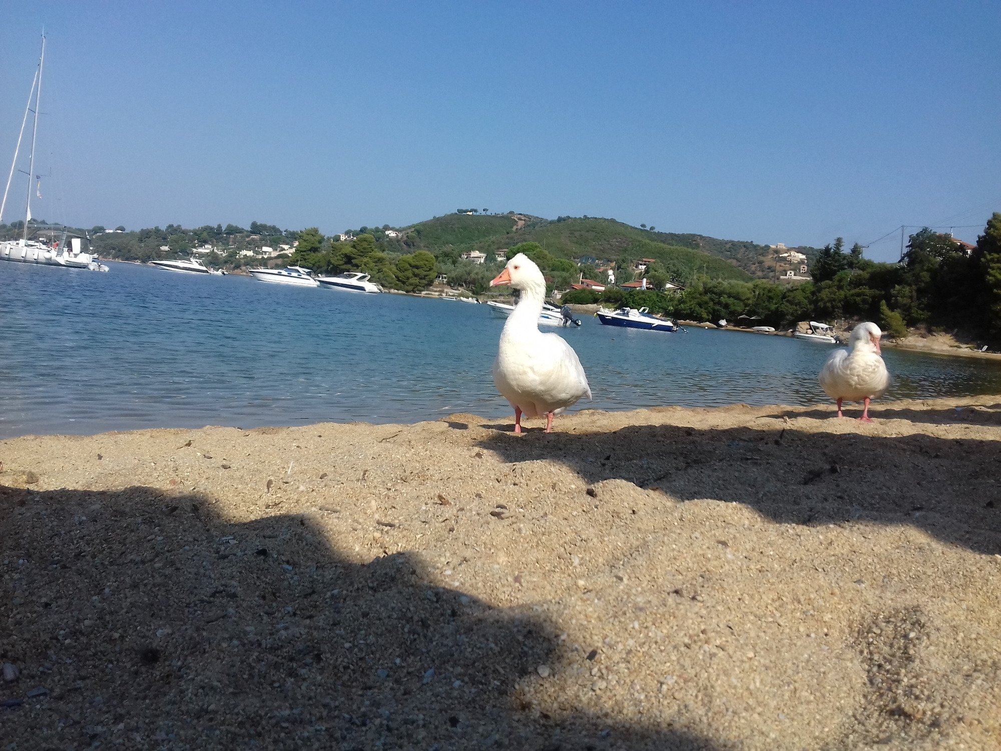 Kolios Beach Seaview Studios-泳池
