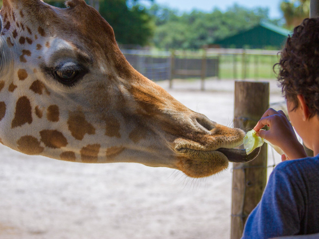 Giraffe Ranch-Dade City必去景点