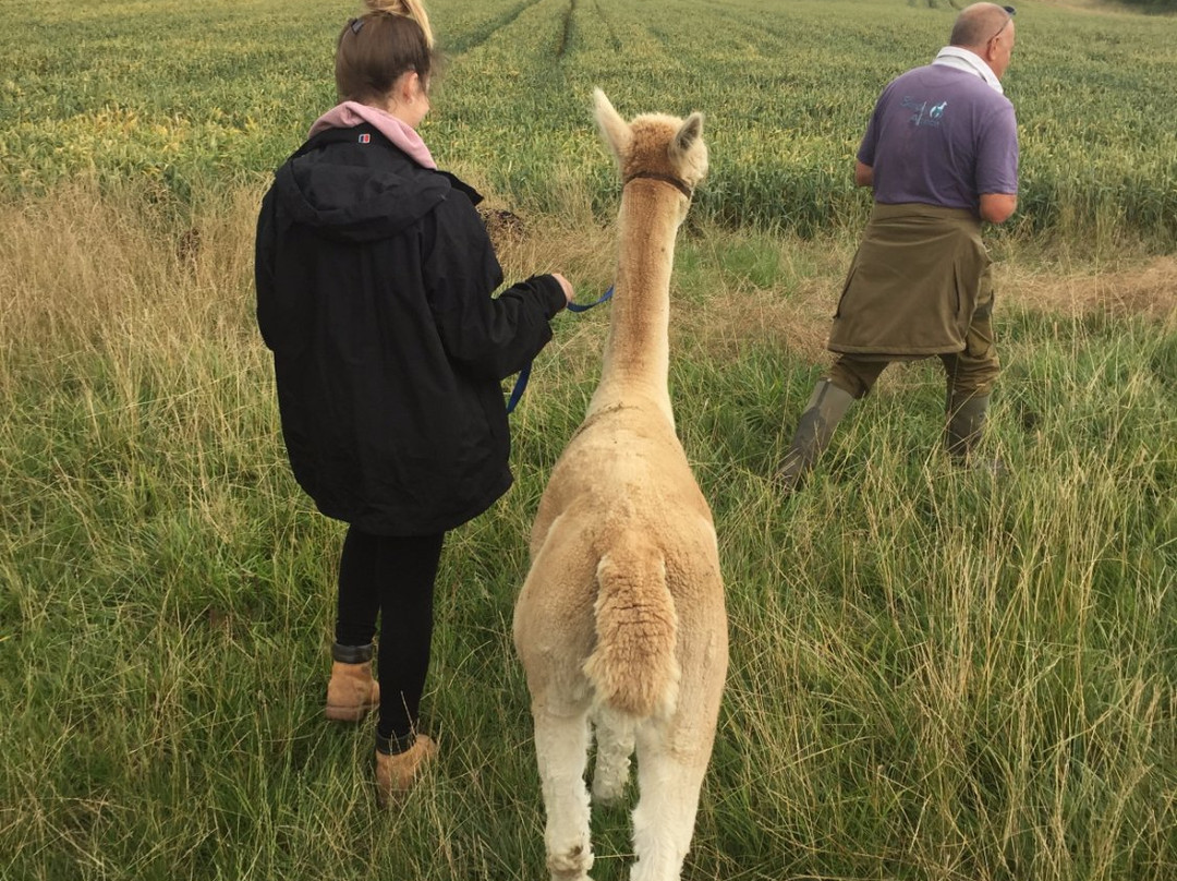 Simply Alpaca景点图片