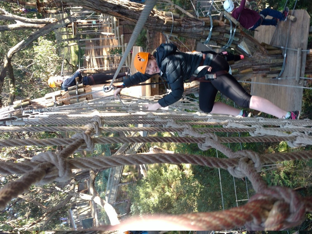Tree Surfing Australia景点图片