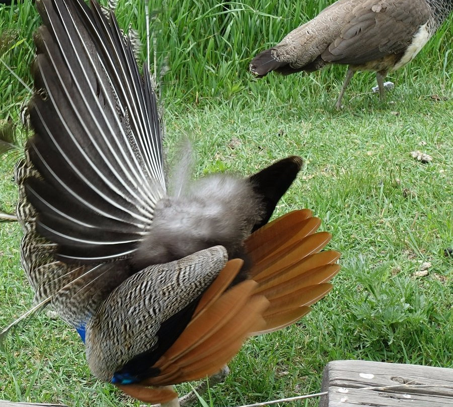 Victoria Park  Bird Sanctuary-Souris必去景点