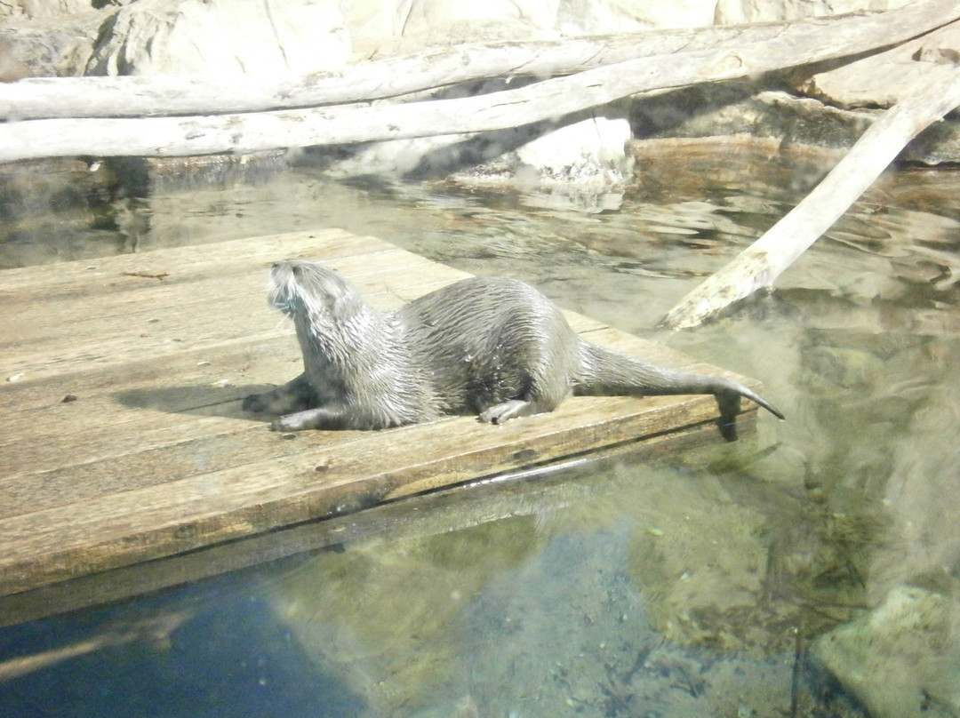 Acquario di Cattolica景点图片