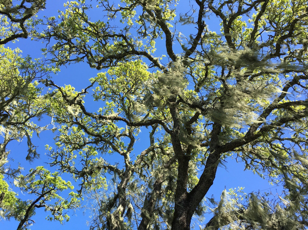 Oat Hill Mine Trail-卡利斯托加必去景点
