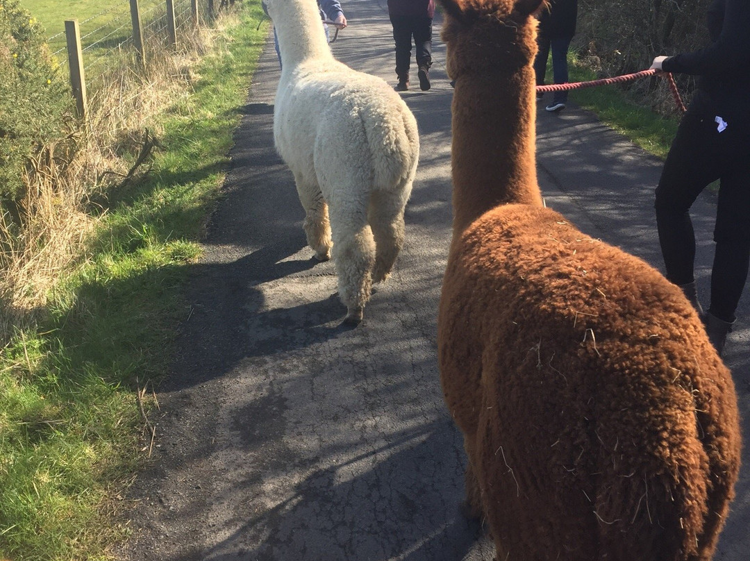 North Star Alpacas-Crook必去景点