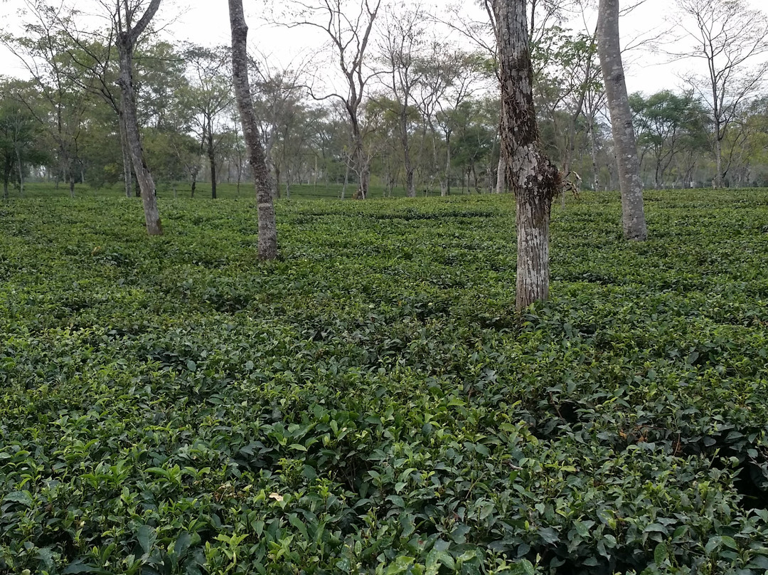 Suntalekhola-大吉岭必去景点