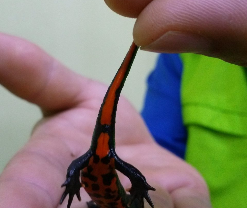 Jeonju Zoo-全州市必去景点