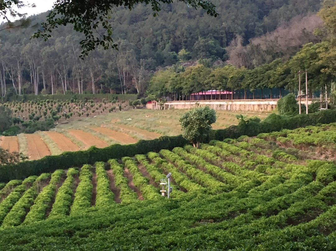 梅州雁南飞茶田度假村-梅县必去景点