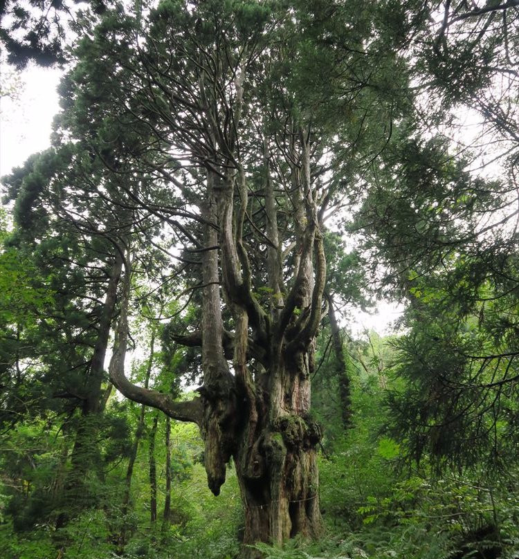 Iwakura no Chibusa Sugi-隐岐之岛町必去景点