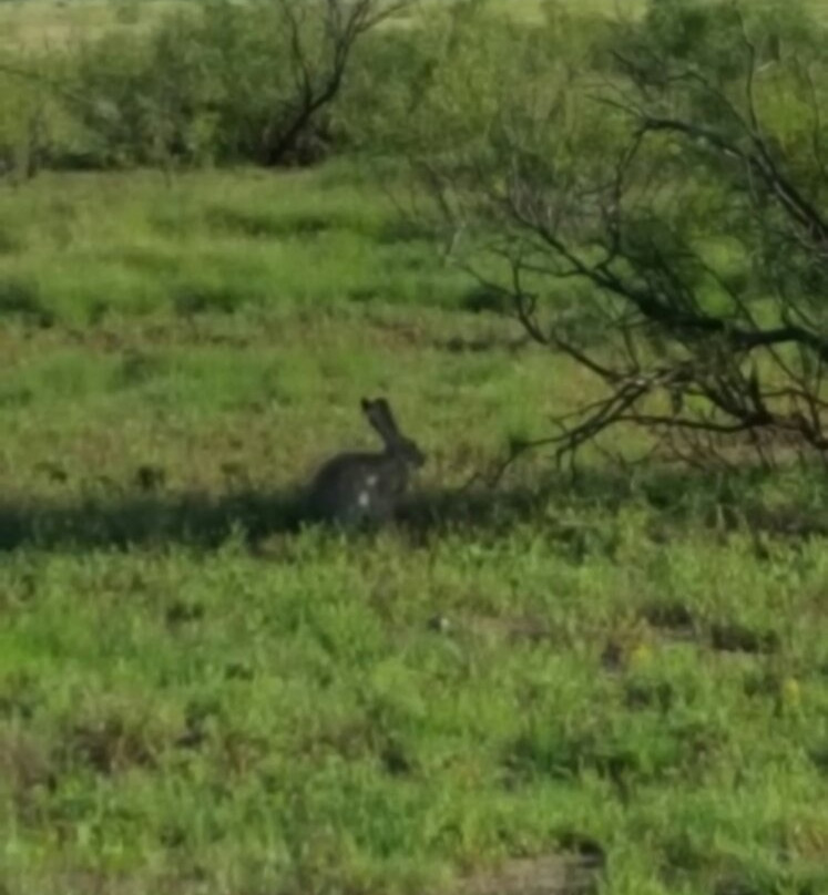 Muleshoe National Wildlife Refuge景点图片
