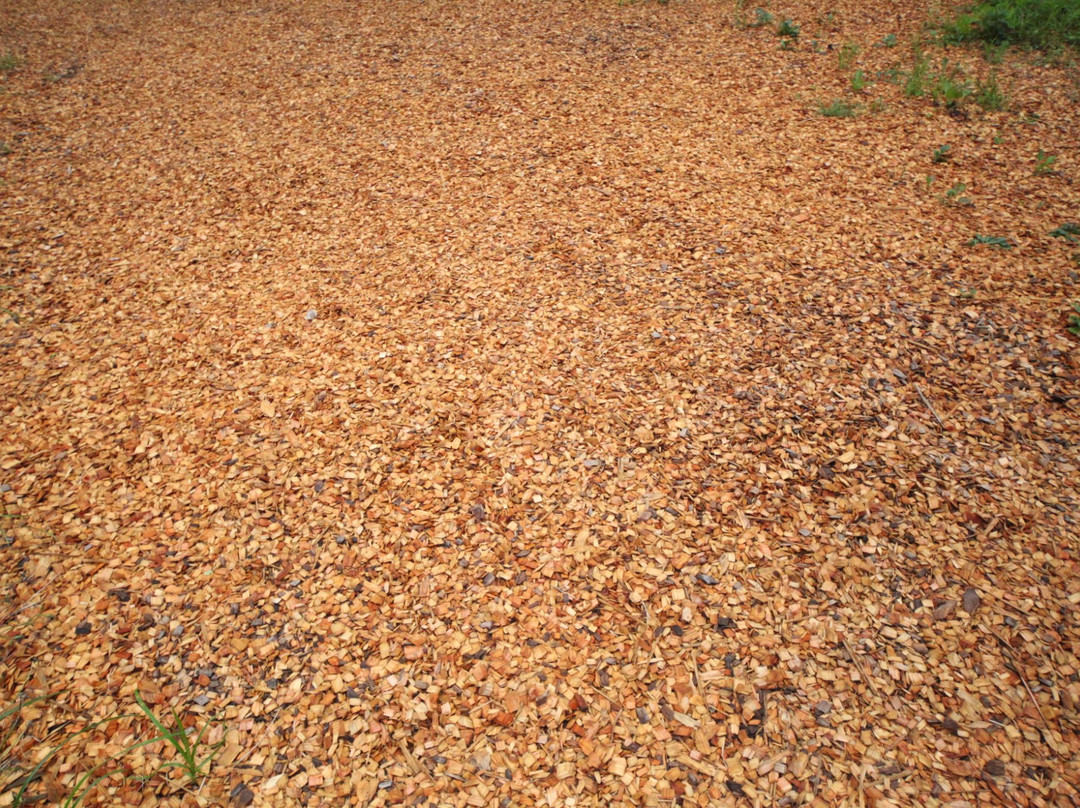 Asahikawa Forest of Foreign Tree Species-旭川市必去景点