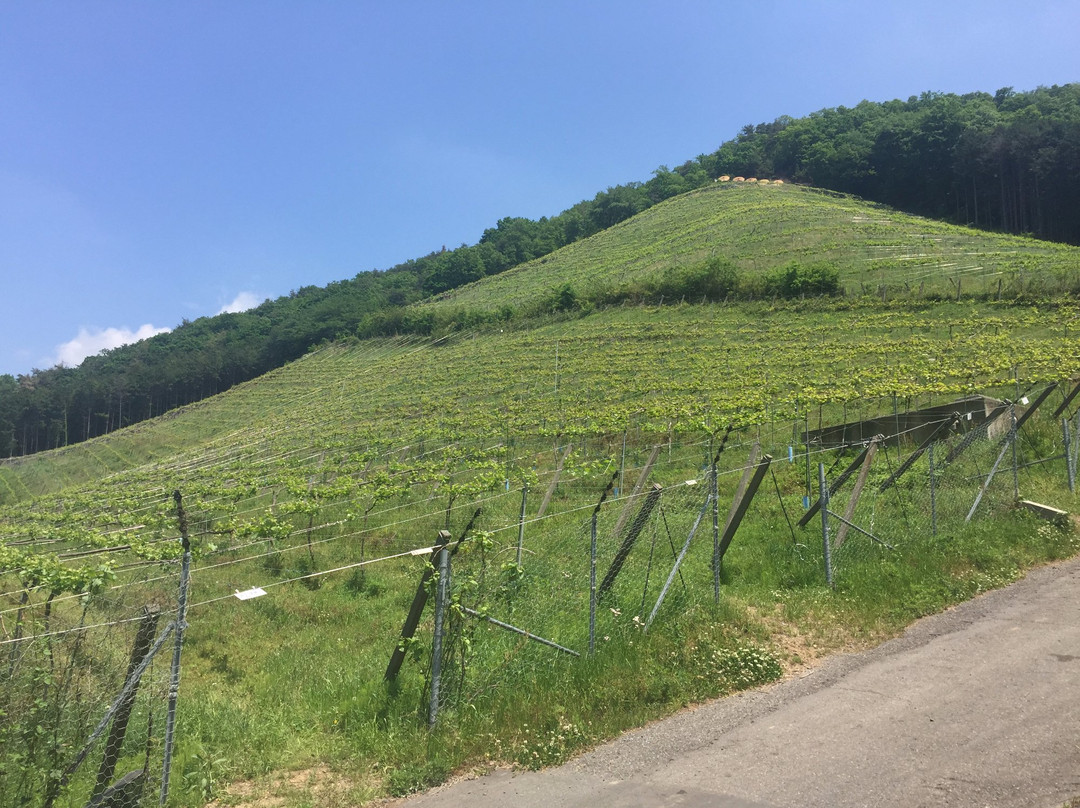 COCO FARM & WINERY