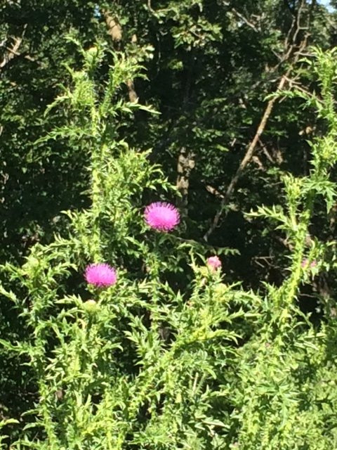 Sibley State Park-New London必去景点