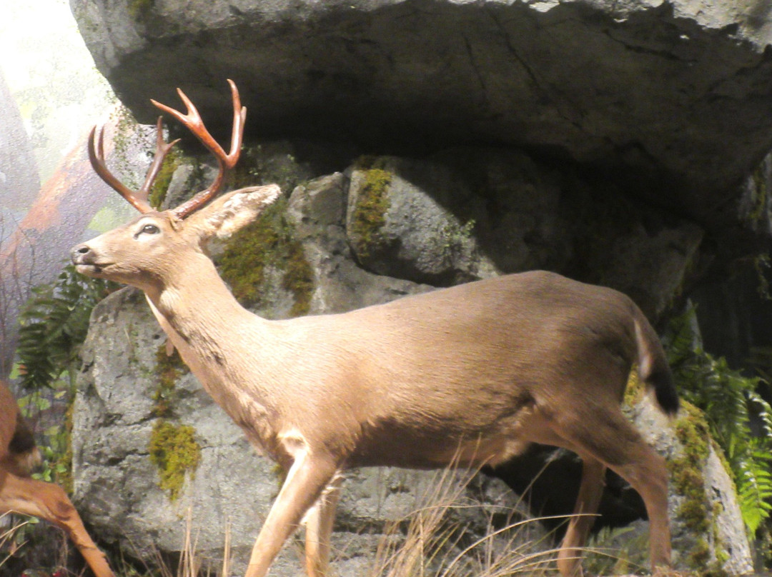 Bass Pro Shops-圣何塞必去景点