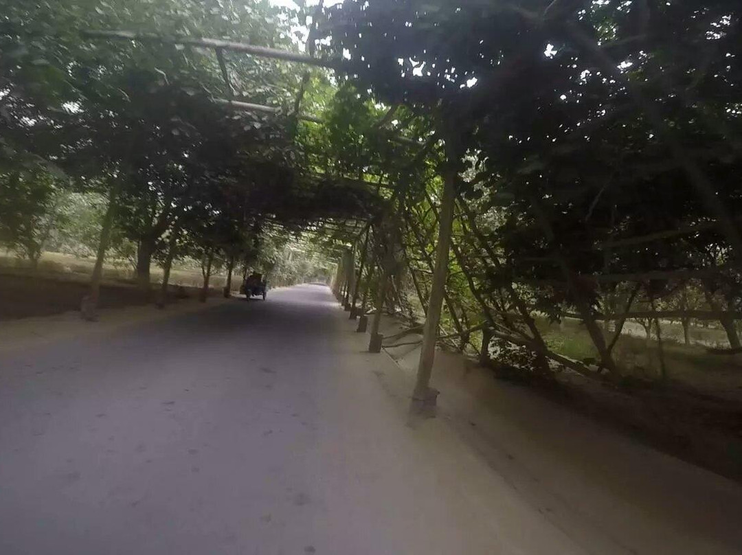 葡萄长廊-和田县必去景点