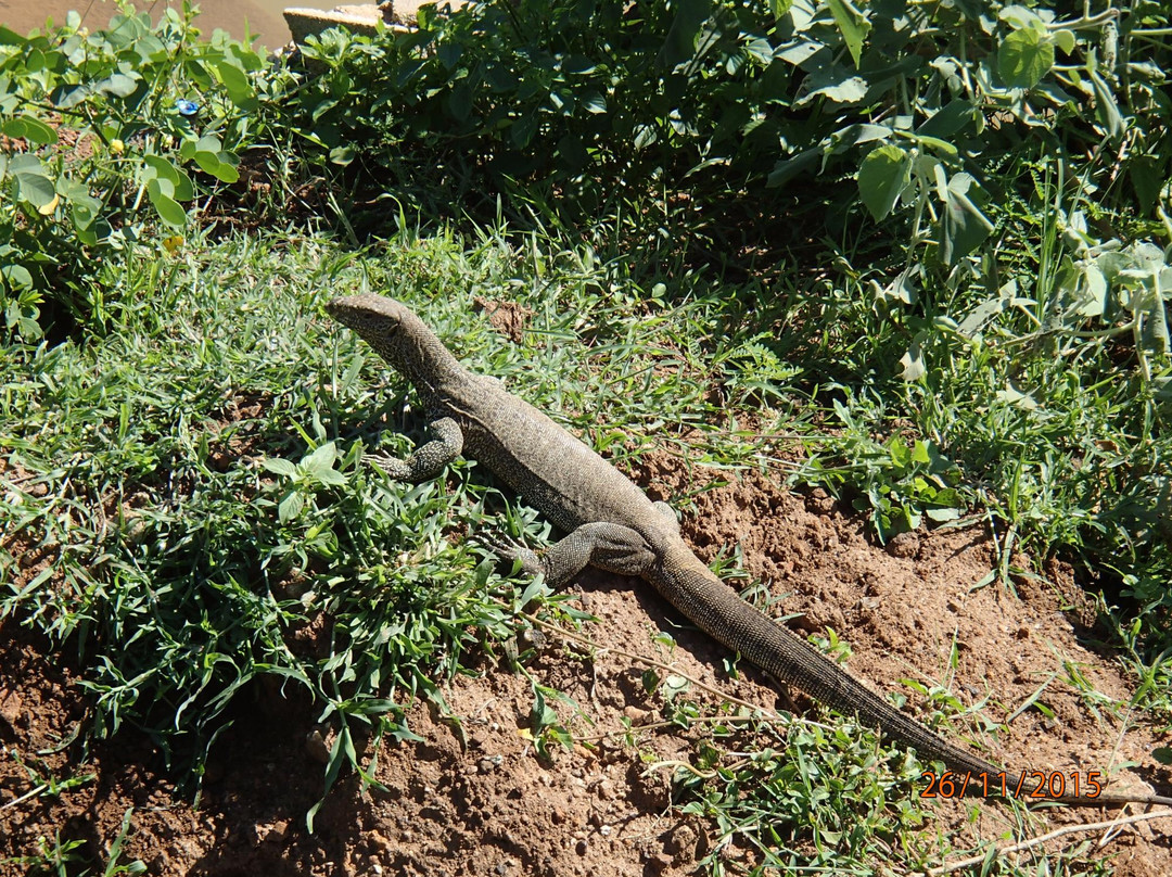 Okanda Devalaya-雅拉国家公园必去景点