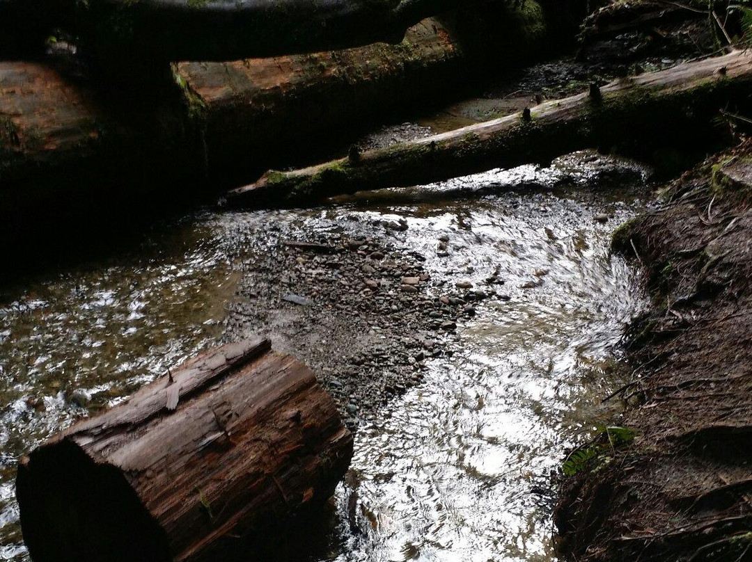 McCormick Forest-吉格港必去景点