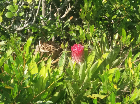 Juruvauva Beach-Ilha Comprida必去景点
