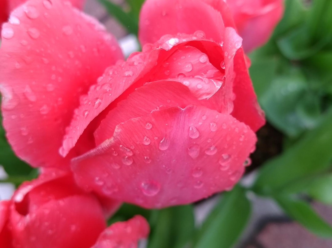 Michi-no-Eki - Hida Furukawa Alpes-飞弹市必去景点