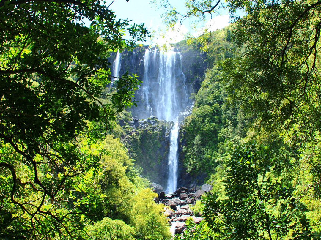 Wairere Falls Track景点图片