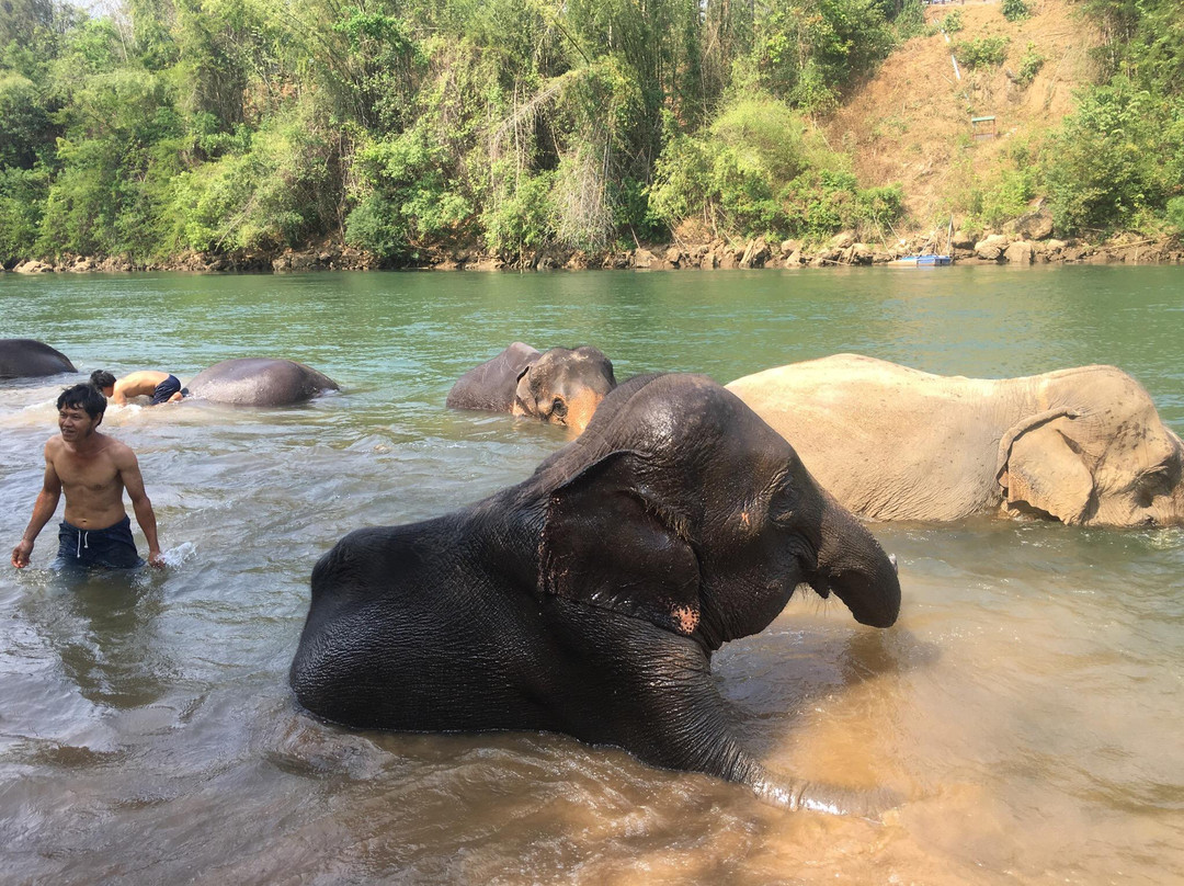 Saiyok Elephant Park景点图片