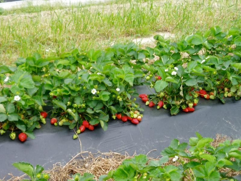 Mt. Olympus Farm-Ruther Glen必去景点