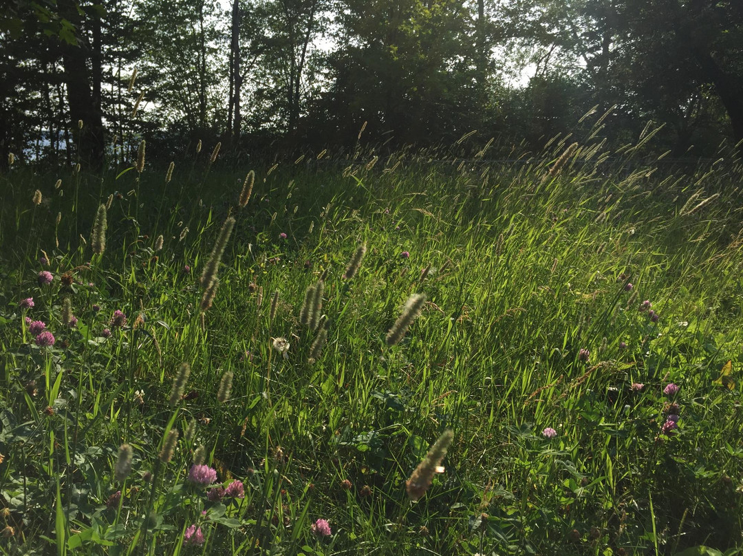 Brébeuf Park-加蒂诺必去景点