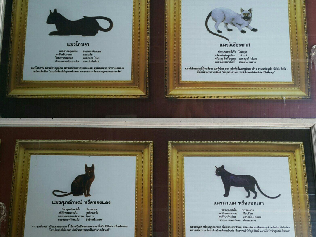 Thai Cat Center景点图片