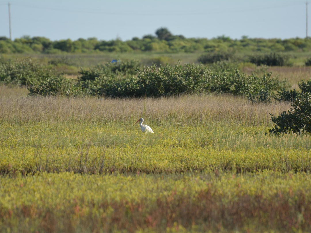 Big Reef Nature Park-盖维斯顿必去景点