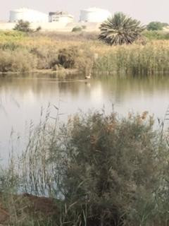 Al Wathba Wetland Reserve景点图片