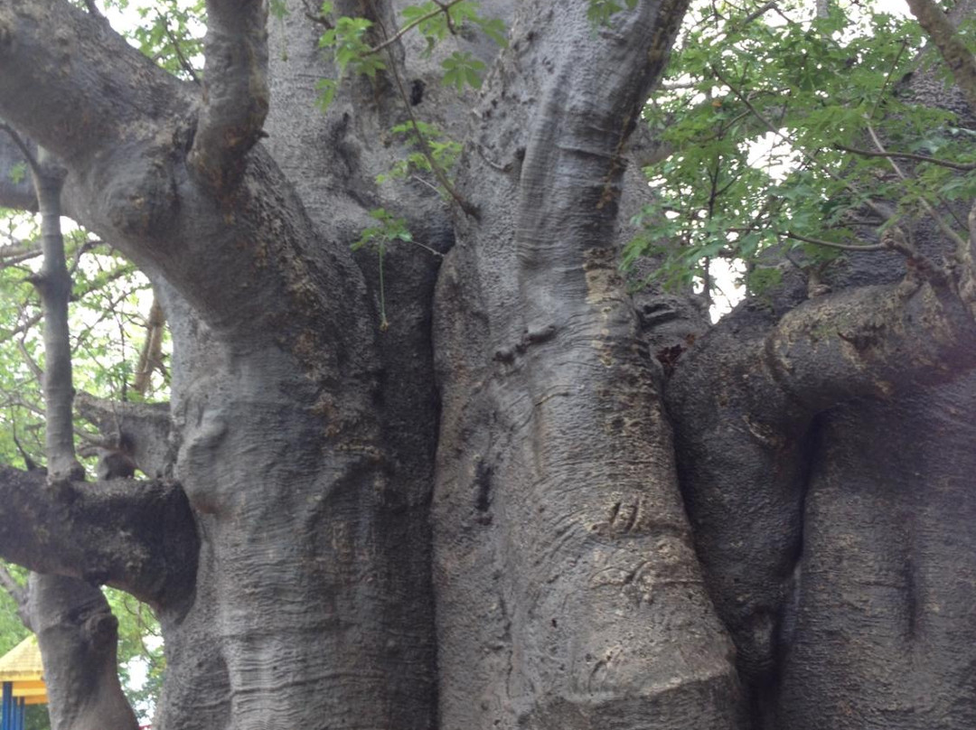 Queen's Park-布里奇顿必去景点