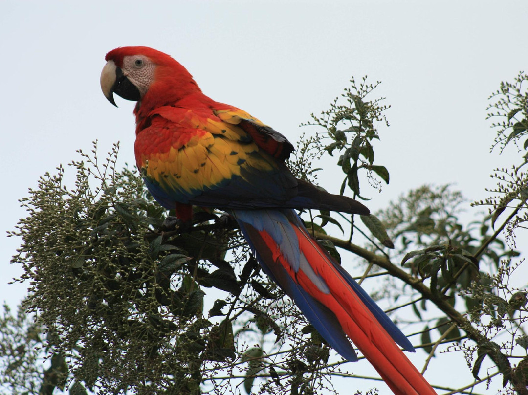Cinco Ramas-洛斯奇莱斯必去景点