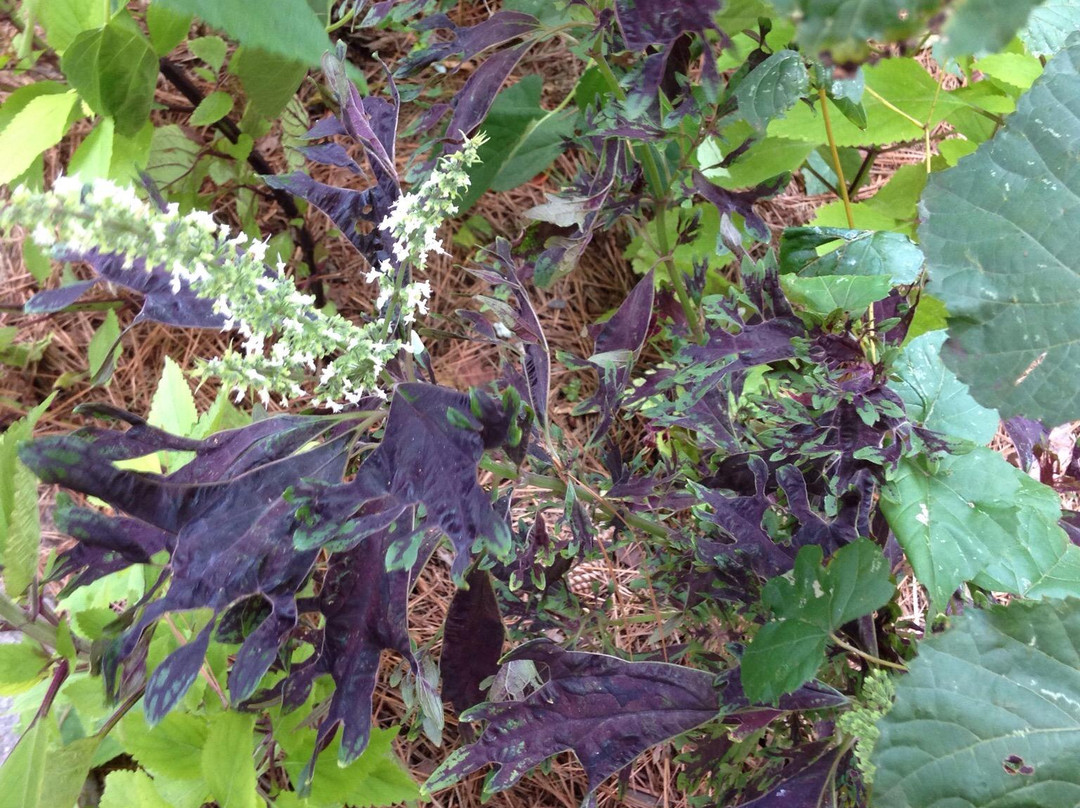 Cape Fear Botanical Garden景点图片