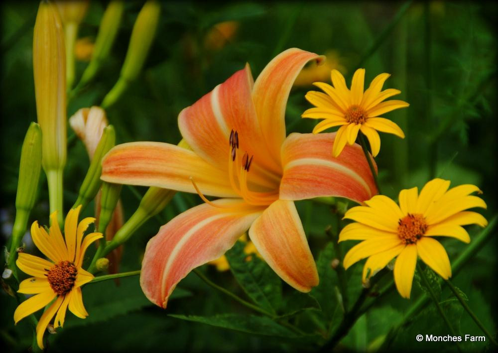 Monches Flower Farm-Colgate必去景点