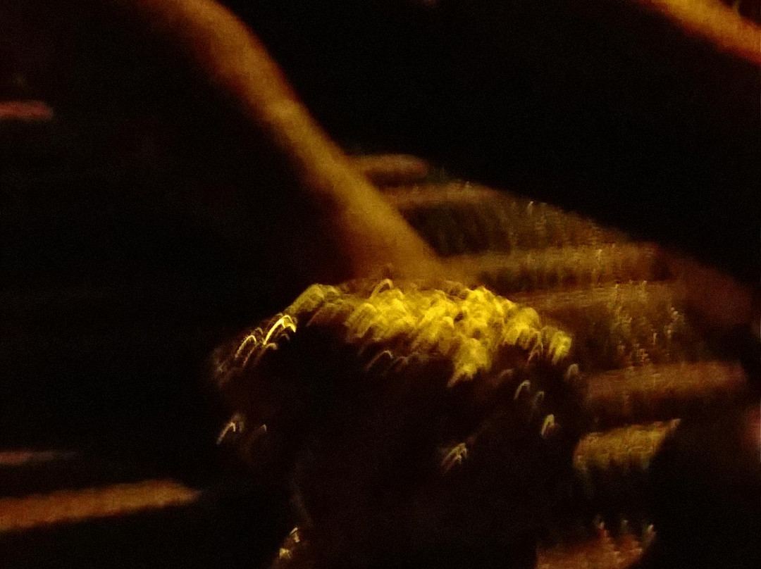 Apartements Bizjak主图