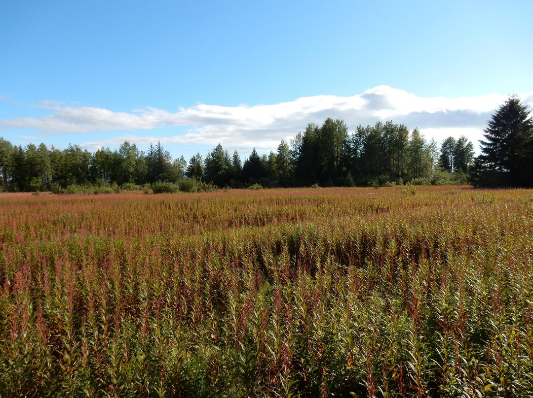 Blue Heron Bed and Breakfast主图