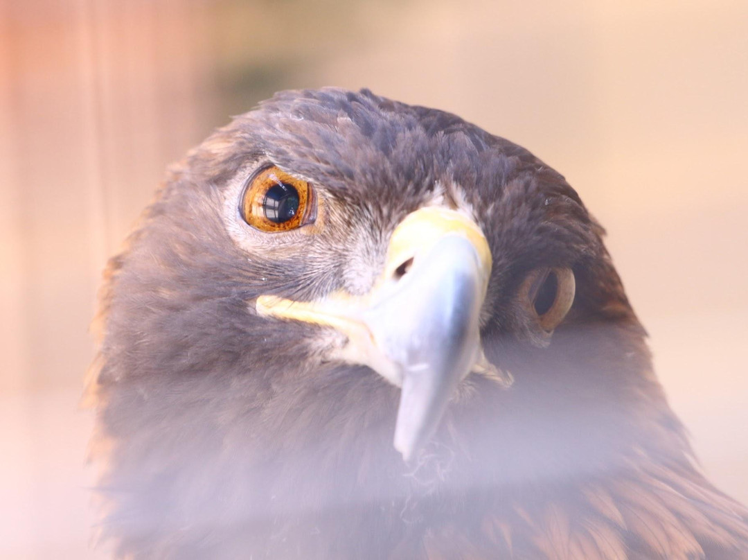 Sunriver Nature Center-太阳河必去景点