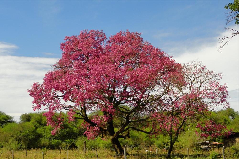 Manantiales Hoteles & Entretenimientos Mercedes-客卧