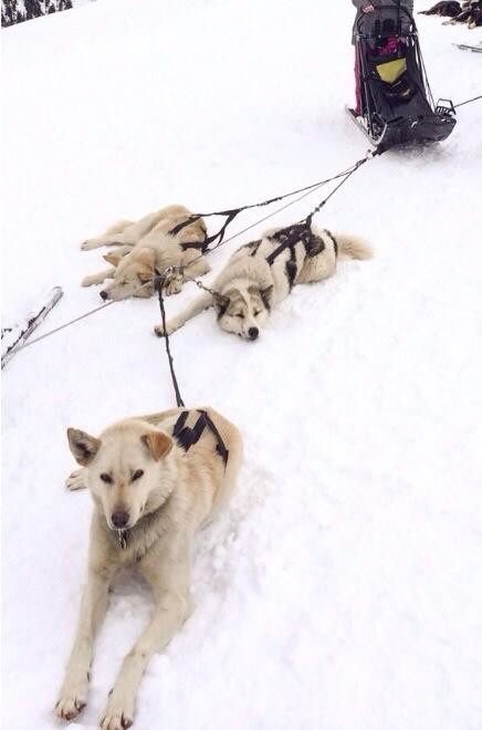 Chiens de Traîneaux-Macot-la-Plagne必去景点