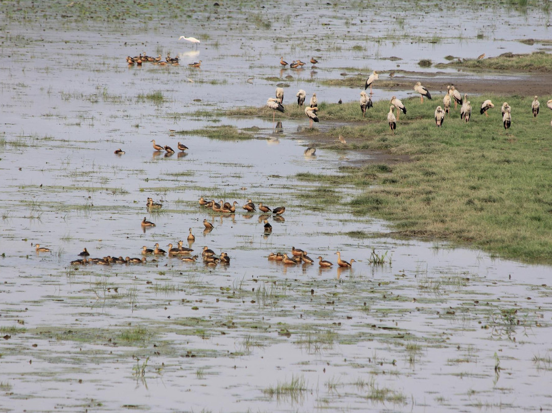 Deepor Beel Wildlife Sanctuary景点图片