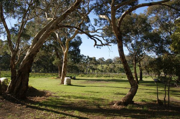 Magpie Springs - Winery, Cellar Door and Art Gallery景点图片