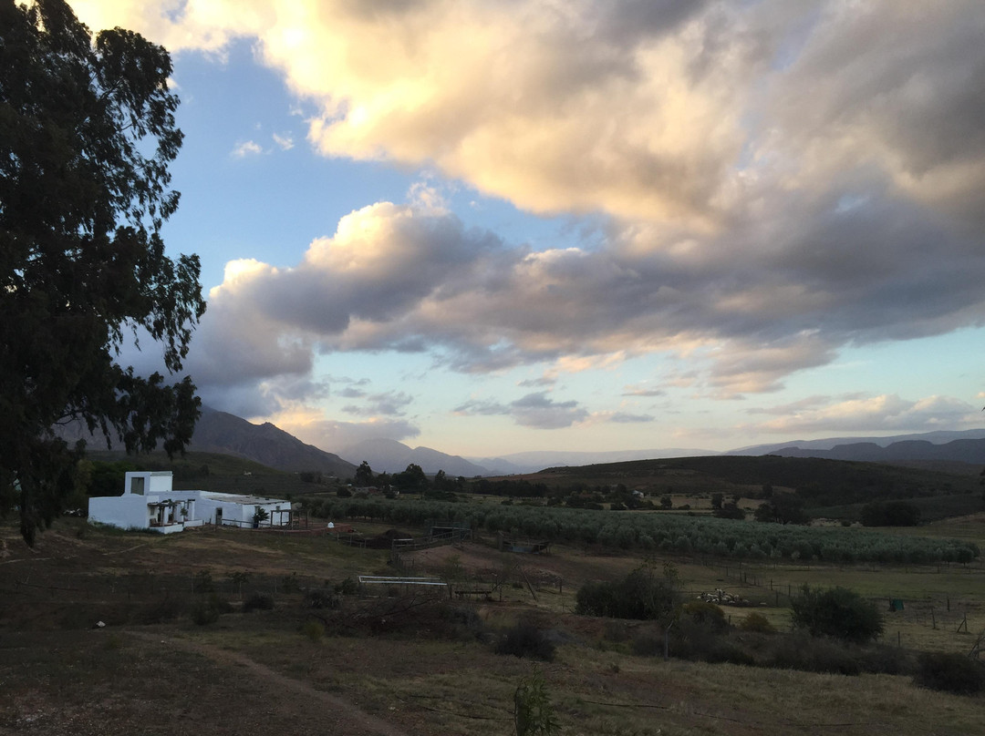 Olijvenhof Olive Estate-蒙提古必去景点