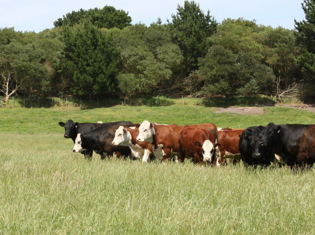 Gippsland Food Adventures - One Day Tours-Tarwin Lower必去景点